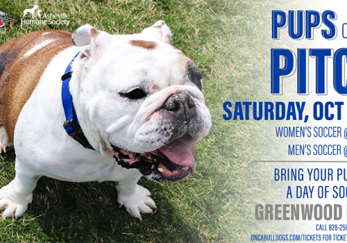 Poster shows bulldog puppy along with event information