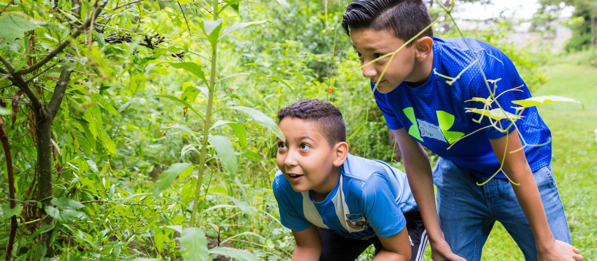 Two boys examining a plant