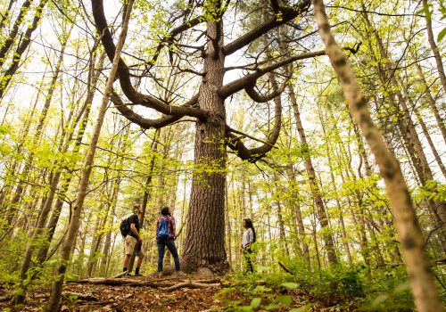 Students looking up at a tree