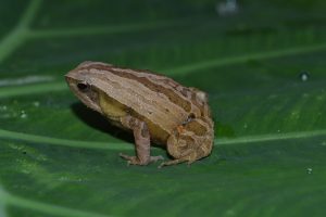a small frog