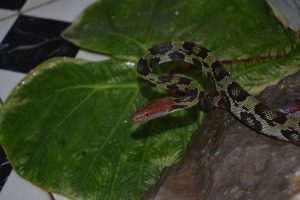 snake on a leaf
