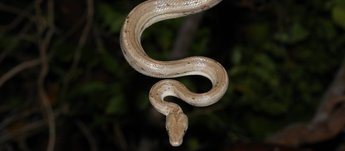 a silver snake