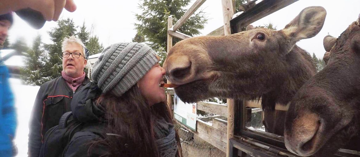 a woman nuzzles a moose
