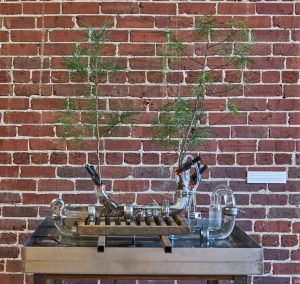 sculpture has two saplings growing out of glass drain pipes on either side of a rusted sewer drain grate