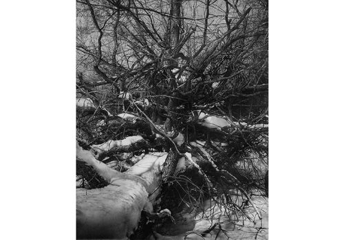 intricate drawing of branch patterns of fallen trees