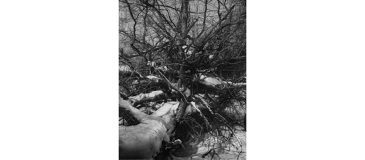 Mersmann, Armin – Fractured Patterns IV-web intricate drawing of branch patterns of fallen trees