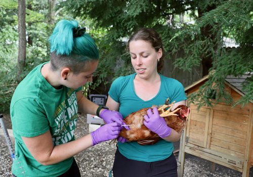 Andrea Etter and a student examine a hen