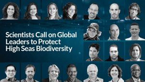 Scientists Call on Global Leaders to Protect High Seas Biodiversity