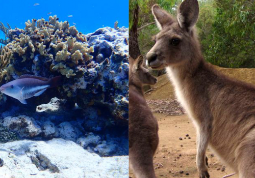 Kangaroos and Fish