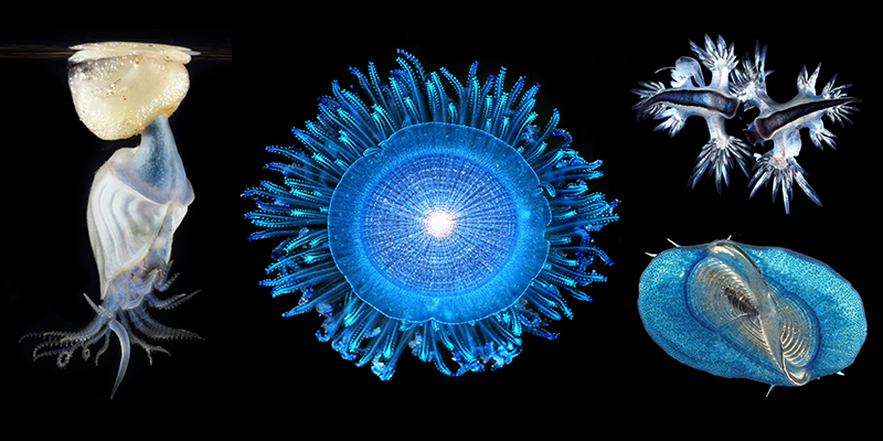 microscopic sea creatures