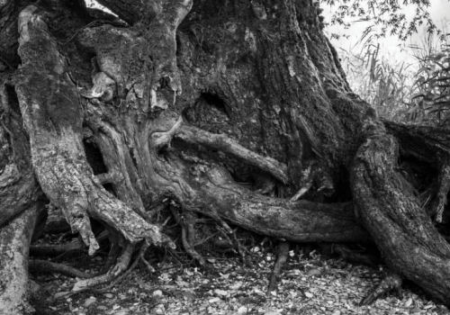 A black and white image of a very old tree and it's roots