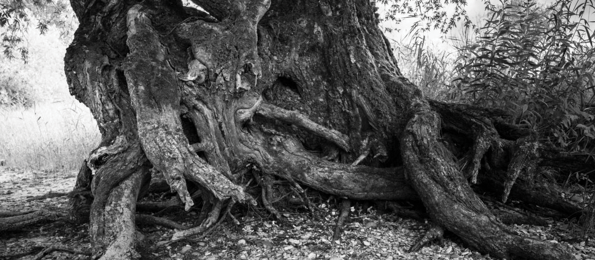 racistroots A black and white image of a very old tree and it's roots