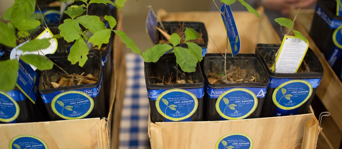 Commencement saplings in their planters