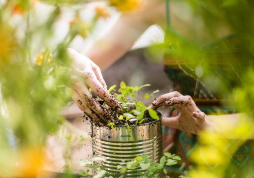 A tin can being used as a planter, filled with soil with plants beginning to grow.