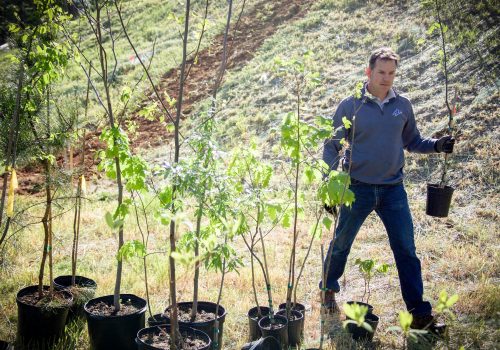 Staff member planting trees.