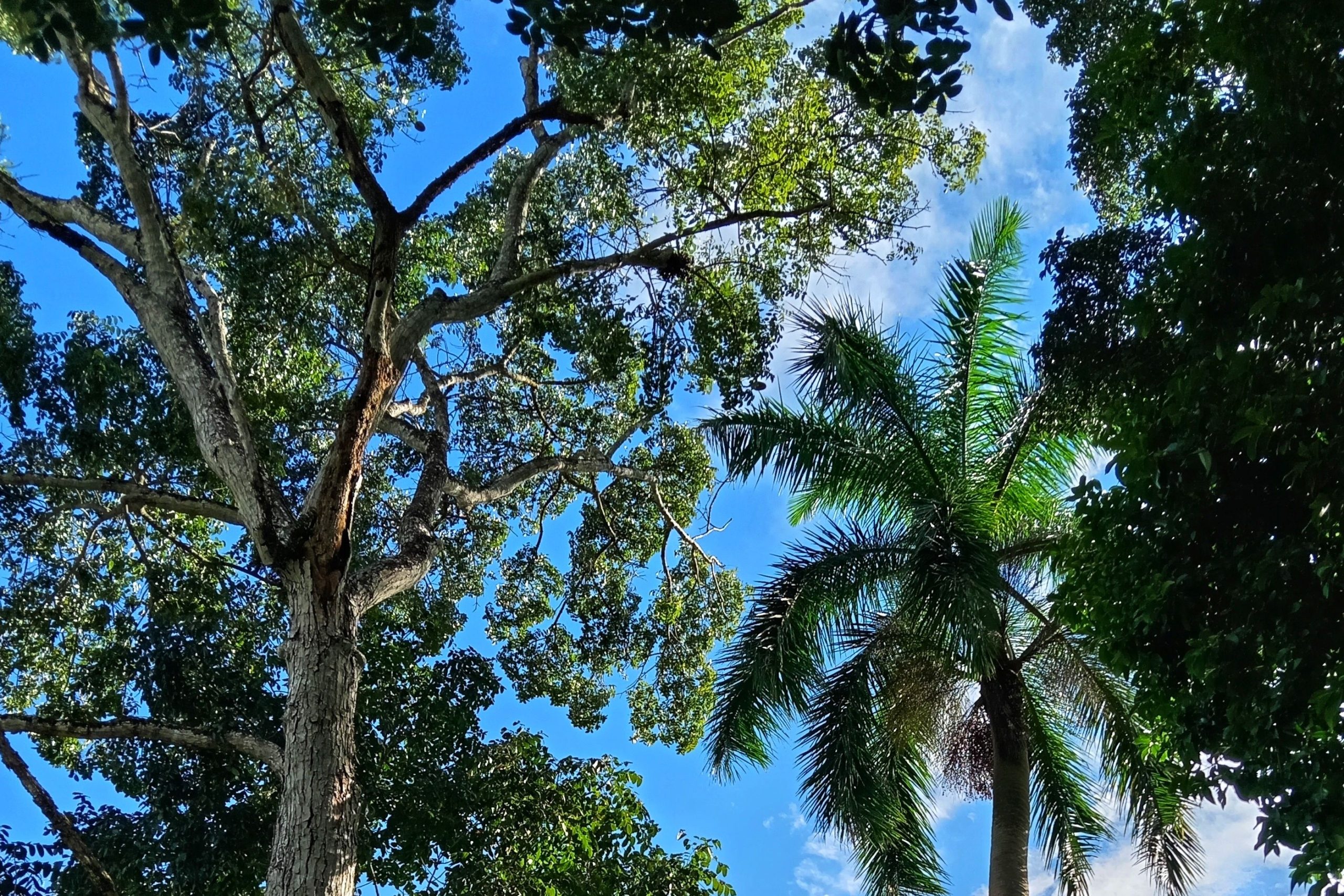 Palm trees in Panama